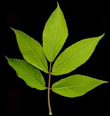 Attēlu rezultāti vaicājumam “Sambucus racemosa leaf”