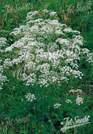 Attēlu rezultāti vaicājumam “Anthriscus sylvestris leaf”