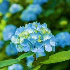 Attēlu rezultāti vaicājumam “Hydrangea”