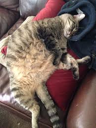 Attēlu rezultāti vaicājumam “Felis silvestris catus adult”