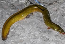 Image result for Anguilla rostrata