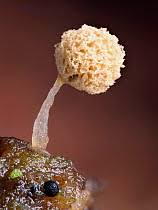 Attēlu rezultāti vaicājumam “Cribraria rufa spores”