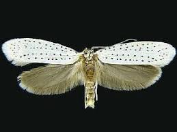 Attēlu rezultāti vaicājumam “Yponomeuta malinellus / cagnagella”