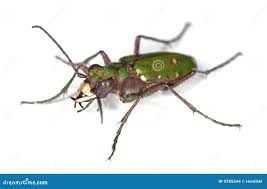 Attēlu rezultāti vaicājumam “Cicindela campestris imago”