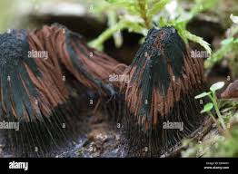 Attēlu rezultāti vaicājumam “Stemonitis fusca var. nigrescens”