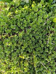 Attēlu rezultāti vaicājumam “Phedimus spurius leaf”