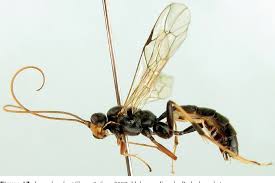 Attēlu rezultāti vaicājumam “Diprionidae”