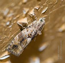 Attēlu rezultāti vaicājumam “Eudemis porphyrana”