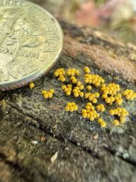 Attēlu rezultāti vaicājumam “Trichia ambigua macro”