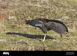 Attēlu rezultāti vaicājumam “Gallinula chloropus adult”