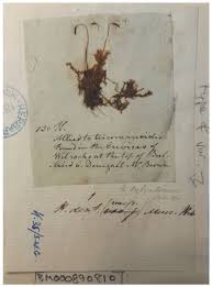 Attēlu rezultāti vaicājumam “Plagiothecium denticulatum”