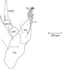 Attēlu rezultāti vaicājumam “Leiodidae larva”