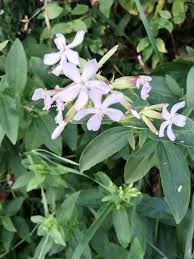 Attēlu rezultāti vaicājumam “Saponaria officinalis flower”