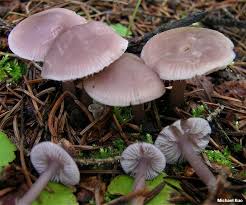 Attēlu rezultāti vaicājumam “Mycena”