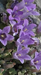 Image result for Campanula formanekiana
