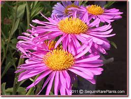 Image result for Aster alpinus
