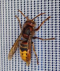 Attēlu rezultāti vaicājumam “Vespa crabro”