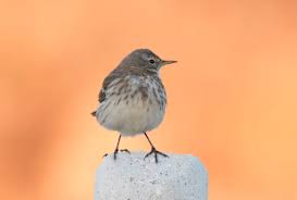 Image result for Anthus spinoletta