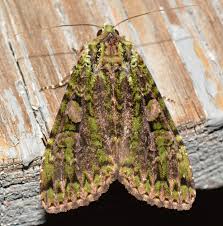 Attēlu rezultāti vaicājumam “Anaplectoides prasina”