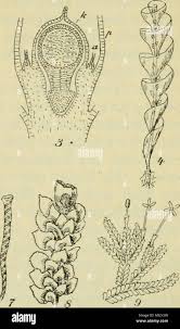 Attēlu rezultāti vaicājumam “Cephalozia bicuspidata sporophyte”