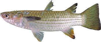 Image result for Mugil liza