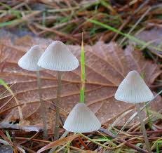 Attēlu rezultāti vaicājumam “Mycena filopes”