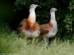 Image result for Otis tarda