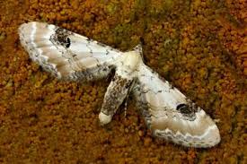 Attēlu rezultāti vaicājumam “Eupithecia centaureata”