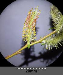 Attēlu rezultāti vaicājumam “Salix purpurea male flower”