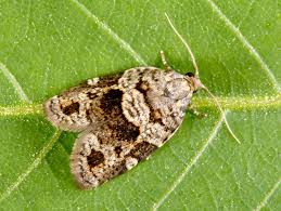 Attēlu rezultāti vaicājumam “Dichelia histrionana”