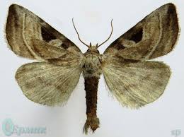 Attēlu rezultāti vaicājumam “Eucarta virgo”