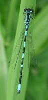 Attēlu rezultāti vaicājumam “Coenagrion armatum female”