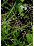 Attēlu rezultāti vaicājumam “Stellaria longifolia”