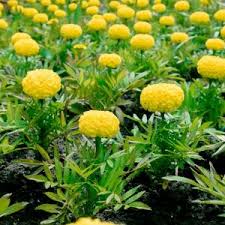 Attēlu rezultāti vaicājumam “Tagetes”