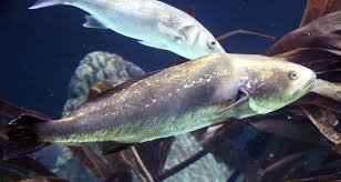 Image result for Argyrosomus regius