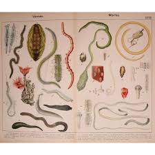 Image result for Carpiodes velifer