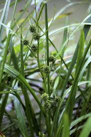 Attēlu rezultāti vaicājumam “Sparganium neglectum”