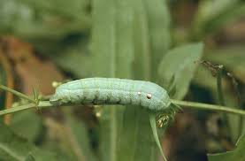 Attēlu rezultāti vaicājumam “Deilephila porcellus”