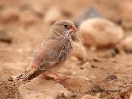 Image result for Bucanetes githagineus