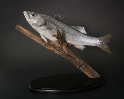 Image result for Dicentrarchus labrax