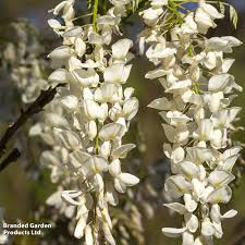 Attēlu rezultāti vaicājumam “Weissia brachycarpa”