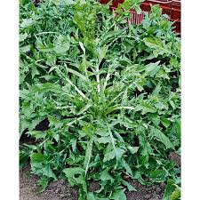 Image result for Chicorée