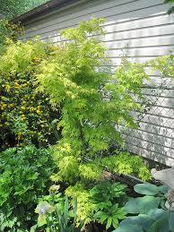 Image result for Acer palmatum `Orange Dream`