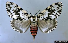 Attēlu rezultāti vaicājumam “Lymantria monacha imago”