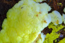 Attēlu rezultāti vaicājumam “Ceratiomyxa porioides spores”