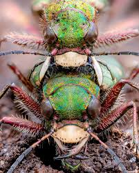 Attēlu rezultāti vaicājumam “Cicindela campestris”