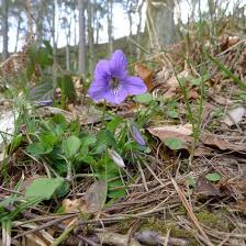 Attēlu rezultāti vaicājumam “Viola riviniana”