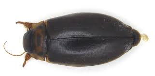 Attēlu rezultāti vaicājumam “Colymbetes striatus”