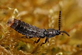 Attēlu rezultāti vaicājumam “Phosphaenus hemipterus”