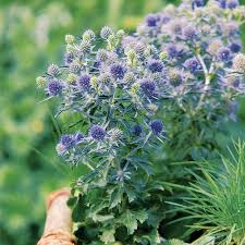 Image result for Eryngium `Blue Hobbit`